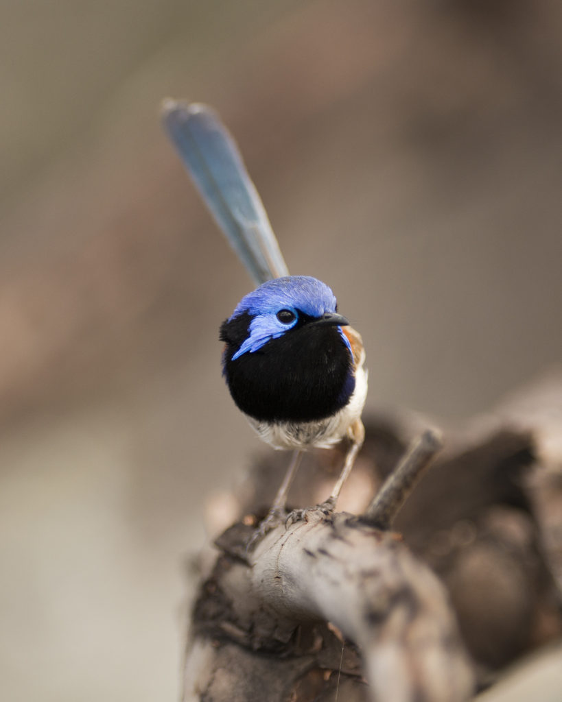 About the Research – The Fairywren Project