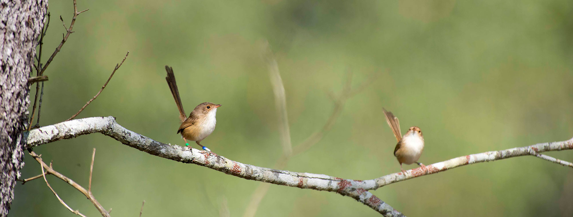 The Fairywren Project – Teaming up with citizen scientists to capture the  variation in Australia's fairywrens